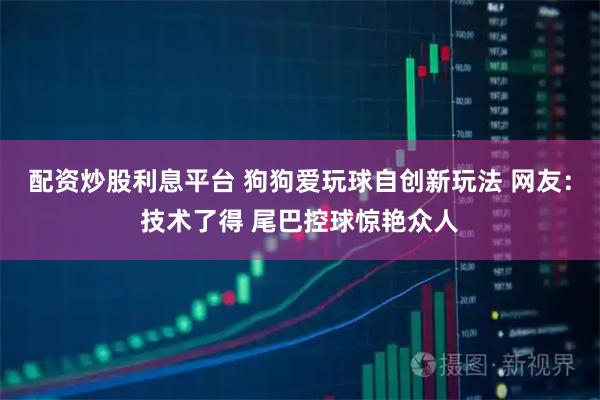 配资炒股利息平台 狗狗爱玩球自创新玩法 网友：技术了得 尾巴控球惊艳众人